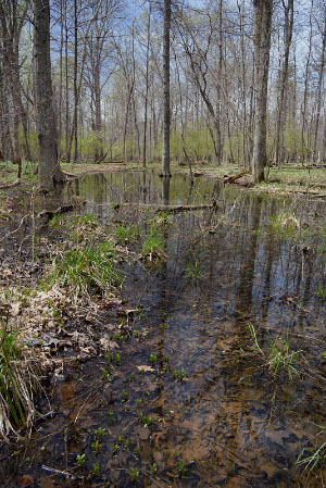 高能潮汐河流的照片