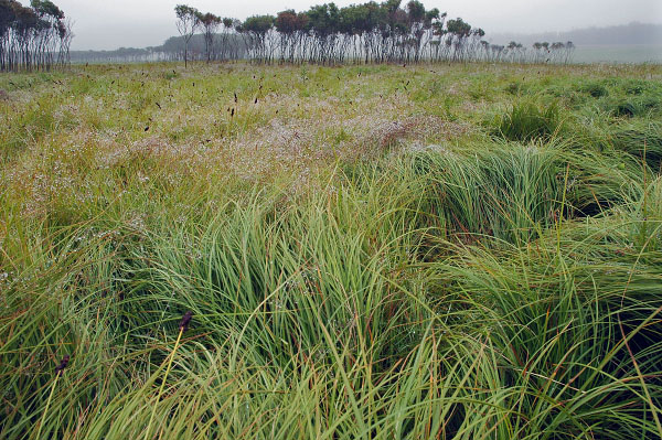镁铁质沼泽和渗漏的照片