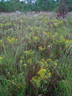 高能潮汐河流的照片