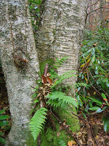 黄桦树和常绿木蕨的照片