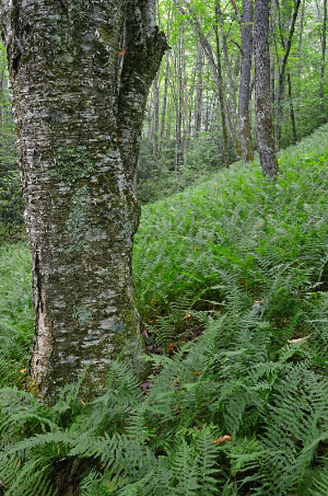 高能潮汐河流的照片