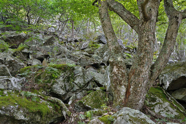 高海拔巨石场的照片