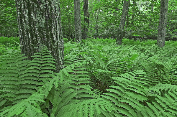 北部红橡树林的照片