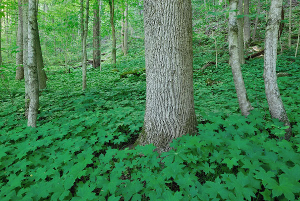 基本湿润森林的照片