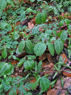 基本湿润森林的照片