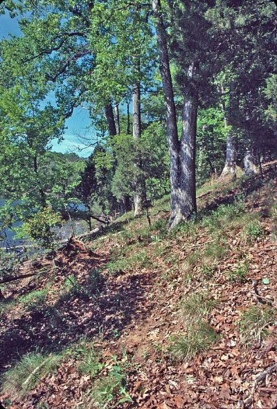 沿海平原干燥石灰质森林的照片