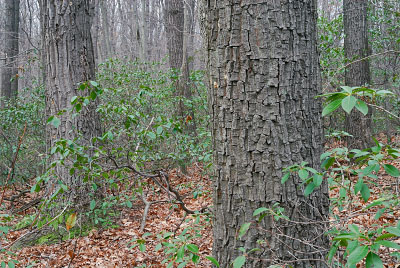 干燥中生石灰质森林的照片