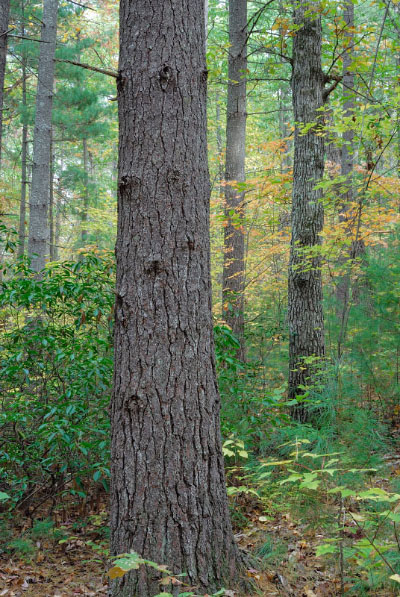 低海拔巨石林的照片