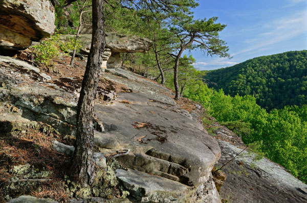 酸性林地的照片