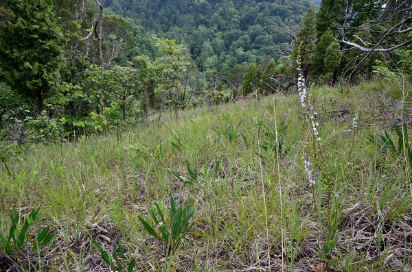 石灰岩白云岩林地的照片