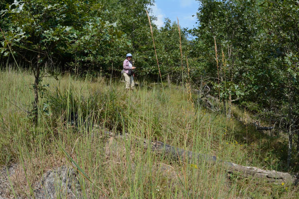 超镁铁质林地的照片