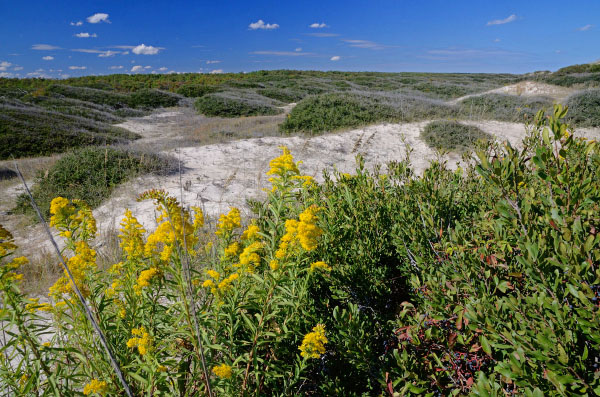 海上沙丘灌木丛的照片