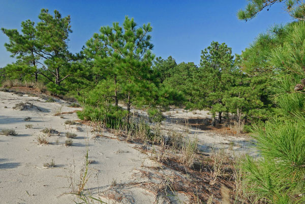 海上沙丘林地的照片
