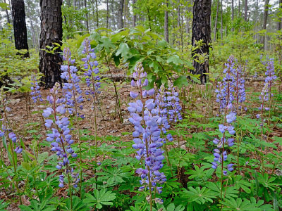 低海拔巨石林的照片