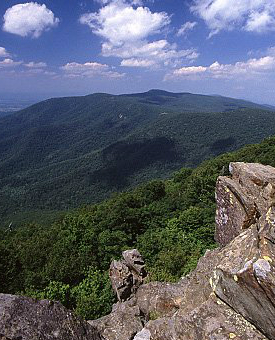 岩石露头和森林的照片