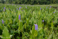 潮汐淡水沼泽(箭花海芋 - 梭鱼草类型) – CEGL 004706 潮汐淡水沼泽(箭花海芋 - 梭鱼草类型) – CEGL 004706