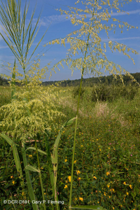 潮汐淡水沼泽(混合高沼泽类型) – CEGL 006325 潮汐淡水沼泽(混合高沼泽类型) – CEGL 006325