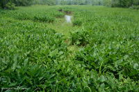 潮汐淡水沼泽(野生稻 - 混合草本植物类型) – CEGL 004202 潮汐淡水沼泽(野生稻 - 混合草本植物类型) – CEGL 004202