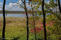 潮汐淡水沼泽(野生稻 - 混合草本植物类型) - CEGL 004202 潮汐淡水沼泽(野生稻 - 混合草本植物类型) - CEGL 004202