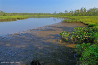 潮汐淡水沼泽(箭花海芋 - 梭鱼草类型) – CEGL 004706 潮汐淡水沼泽(箭花海芋 - 梭鱼草类型) – CEGL 004706