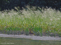 潮汐淡水沼泽(野生稻 - 混合草本植物类型) – CEGL 004202 潮汐淡水沼泽(野生稻 - 混合草本植物类型) – CEGL 004202