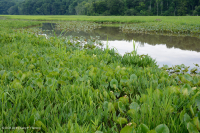 潮汐淡水沼泽(野生稻 - 混合草本植物类型) – CEGL 004202 潮汐淡水沼泽(野生稻 - 混合草本植物类型) – CEGL 004202