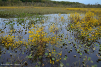 潮汐淡水沼泽(箭花海芋 - 梭鱼草类型) – CEGL 004706 潮汐淡水沼泽(箭花海芋 - 梭鱼草类型) – CEGL 004706