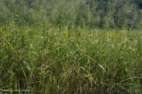 潮汐淡水沼泽(野生稻 - 混合草本植物类型) - CEGL 004202 潮汐淡水沼泽(野生稻 - 混合草本植物类型) - CEGL 004202