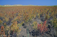 厚岸草盐滩 – CEGL 004308 厚岸草盐滩 – CEGL 004308