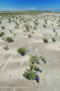 厚岸草盐滩 – CEGL 004308 厚岸草盐滩 – CEGL 004308