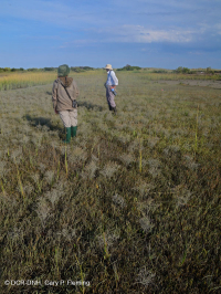 厚岸草盐滩 – CEGL 004308 厚岸草盐滩 – CEGL 004308