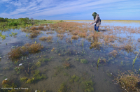 厚岸草盐滩 – CEGL 004308 厚岸草盐滩 – CEGL 004308