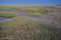 厚岸草盐滩 – CEGL 004308 厚岸草盐滩 – CEGL 004308