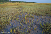 厚岸草盐滩 – CEGL 004308 厚岸草盐滩 – CEGL 004308