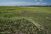 厚岸草盐滩 – CEGL 004308 厚岸草盐滩 – CEGL 004308