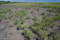 厚岸草盐滩 – CEGL 004308 厚岸草盐滩 – CEGL 004308