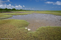 厚岸草盐滩 – CEGL 004308 厚岸草盐滩 – CEGL 004308