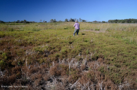 厚岸草盐滩 – CEGL 004308 厚岸草盐滩 – CEGL 004308