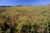 厚岸草盐滩 – CEGL 004308 厚岸草盐滩 – CEGL 004308