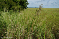 潮汐寡盐沼泽(混合草本植物类型)– CEGL 006181 潮汐寡盐沼泽(混合草本植物类型)– CEGL 006181