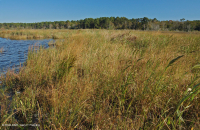 风潮弱盐沼泽(匍匐香 - 牛舌慈姑型) – CEGL 004628 风潮弱盐沼泽(匍匐香 - 牛舌慈姑型) – CEGL 004628