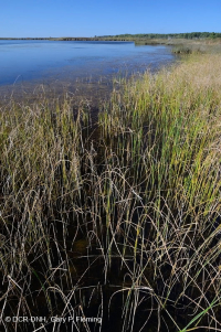 风潮弱盐沼泽(匍匐香 - 牛舌慈姑型) – CEGL 004628 风潮弱盐沼泽(匍匐香 - 牛舌慈姑型) – CEGL 004628