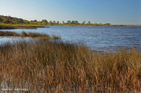 风潮弱盐沼泽(匍匐香 - 牛舌慈姑型) – CEGL 004628 风潮弱盐沼泽(匍匐香 - 牛舌慈姑型) – CEGL 004628