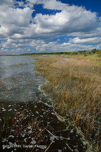 风潮弱盐沼泽(匍匐香 - 牛舌慈姑型) – CEGL 004628 风潮弱盐沼泽(匍匐香 - 牛舌慈姑型) – CEGL 004628