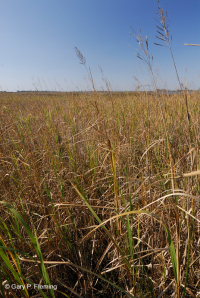 风潮弱盐沼泽(大米草类型) – CEGL 007741 风潮弱盐沼泽(大米草类型) – CEGL 007741