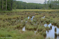 高盐沼泽 – CEGL 004197 高盐沼泽 – CEGL 004197