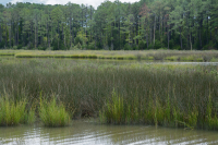 黑针茅盐沼 – CEGL 004186 黑针茅盐沼 – CEGL 004186