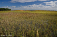 河岸盐沼(盐沼盐草 - 盐沼灯芯草类型) - CEGL 006416 河岸盐沼(盐沼盐草 - 盐沼灯芯草类型) - CEGL 006416