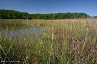河岸盐沼(盐沼盐草 - 盐沼灯芯草类型) - CEGL 006416 河岸盐沼(盐沼盐草 - 盐沼灯芯草类型) - CEGL 006416