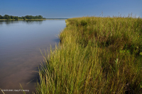 河岸盐沼(盐沼盐草 - 盐沼芦苇类型)– CEGL 006416 河岸盐沼(盐沼盐草 - 盐沼芦苇类型)– CEGL 006416